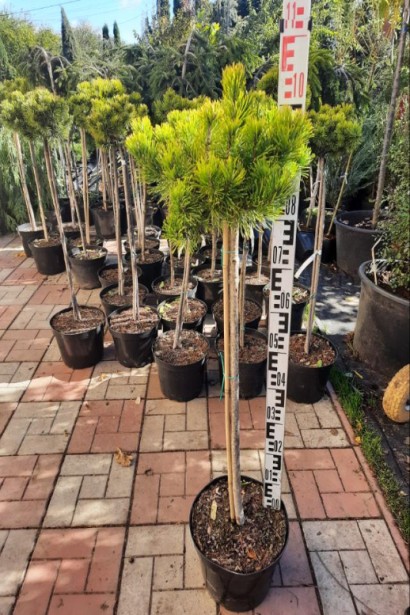 Сосна гірська Швайзер Турист в садовому центрі